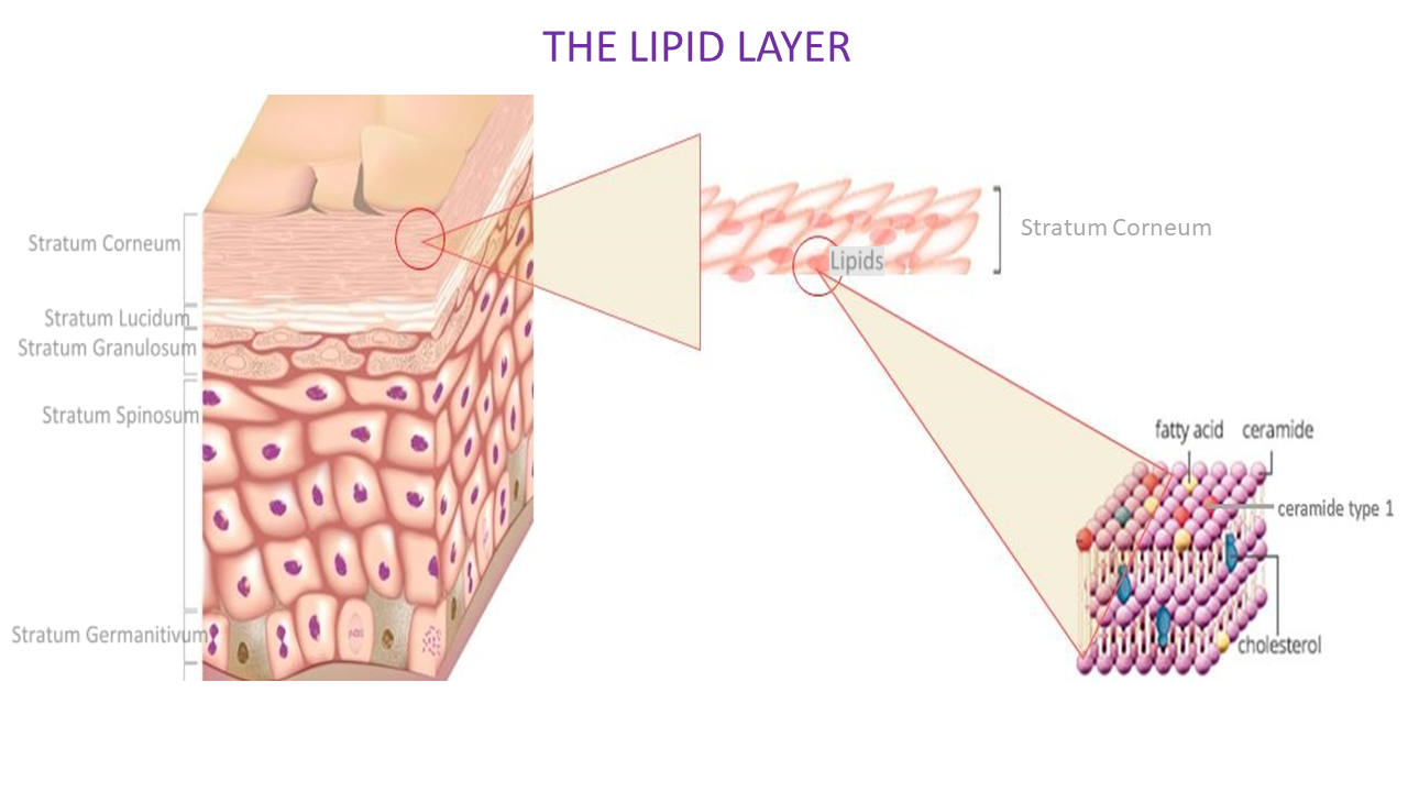LIPID Layer 