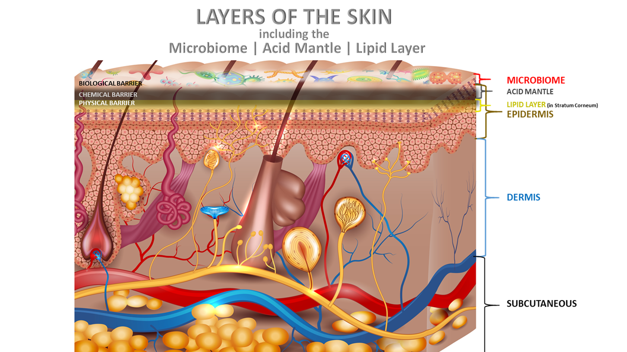 Layers of Skin Acid Mantle